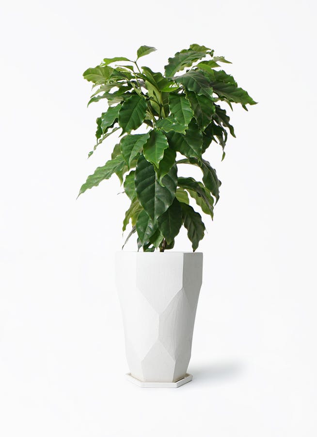 コーヒーの木 6号 | 観葉植物 | 送料無料でお届け - Hitohana（ひとはな）