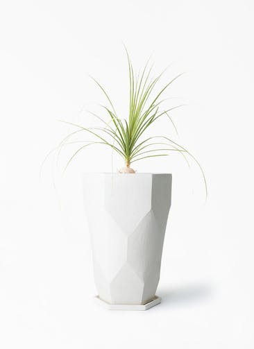 観葉植物 トックリラン 6号 Ceramic(セラミック) Ceramic Pot (セラミック) トールタイプ 付き