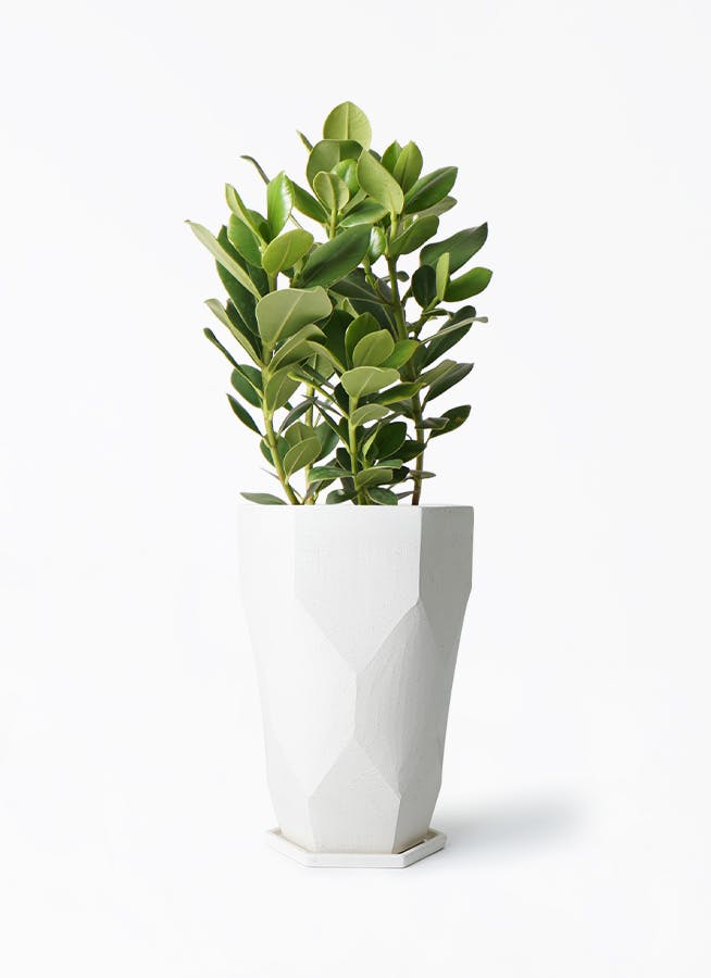 観葉植物 クルシア ロゼア プリンセス 6号 Ceramic(セラミック) Ceramic Pot (セラミック) トールタイプ 付き | 観葉 植物ならHitoHana(ひとはな)