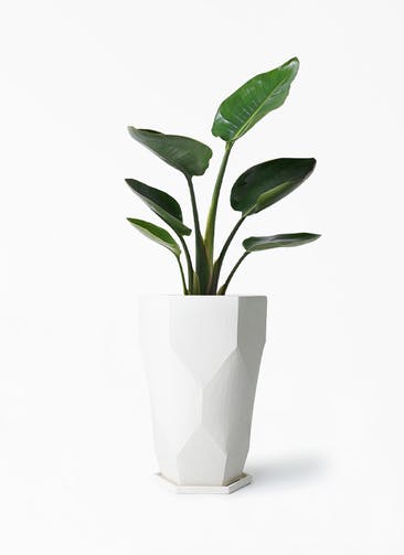観葉植物 オーガスタ 6号 Ceramic(セラミック) Ceramic Pot (セラミック) トールタイプ 付き