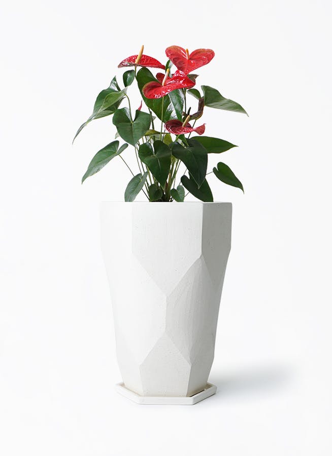 アンスリウム 6号 | 観葉植物 | 送料無料でお届け - Hitohana（ひとはな）