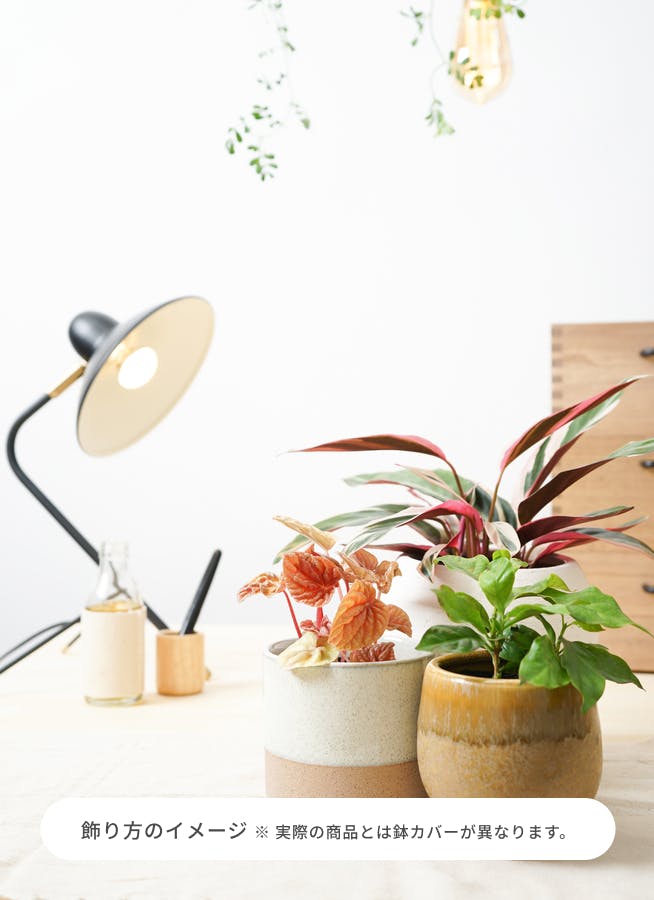 観葉植物 コーヒーの木 3号 オーセ 11 K ブラック 付き | 観葉植物なら