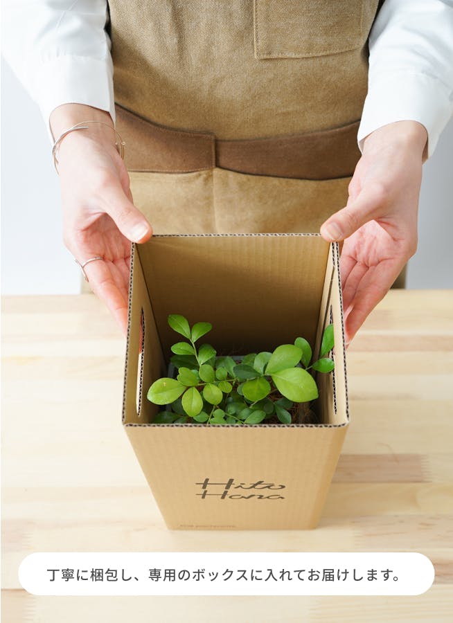 観葉植物 コーヒーの木 3号 オーセ 11 K ブラック 付き | 観葉植物なら