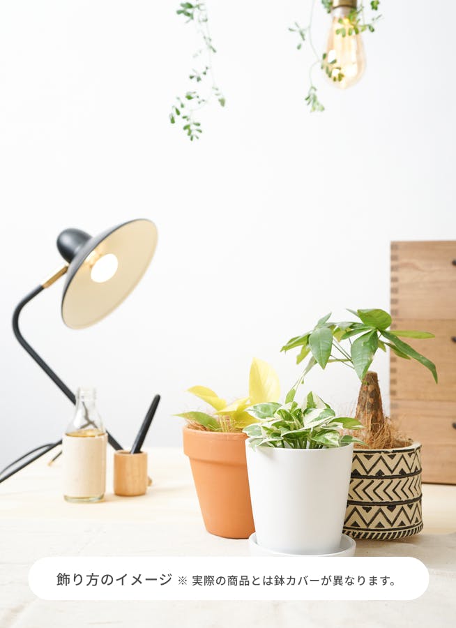 ⭐ポトス⭐サービスカット⭐20本 ⭐ポトス⭐サービスカット⭐20本 ⭐ポトス⭐サービスカット⭐20本