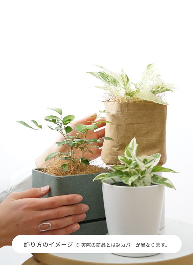 観葉植物　まだあります。シルクジャスミン曲げ　綺麗！陶器鉢付き 送料無料！シルクジャスミン 陶器鉢 観葉植物 プリザーブドフラワー