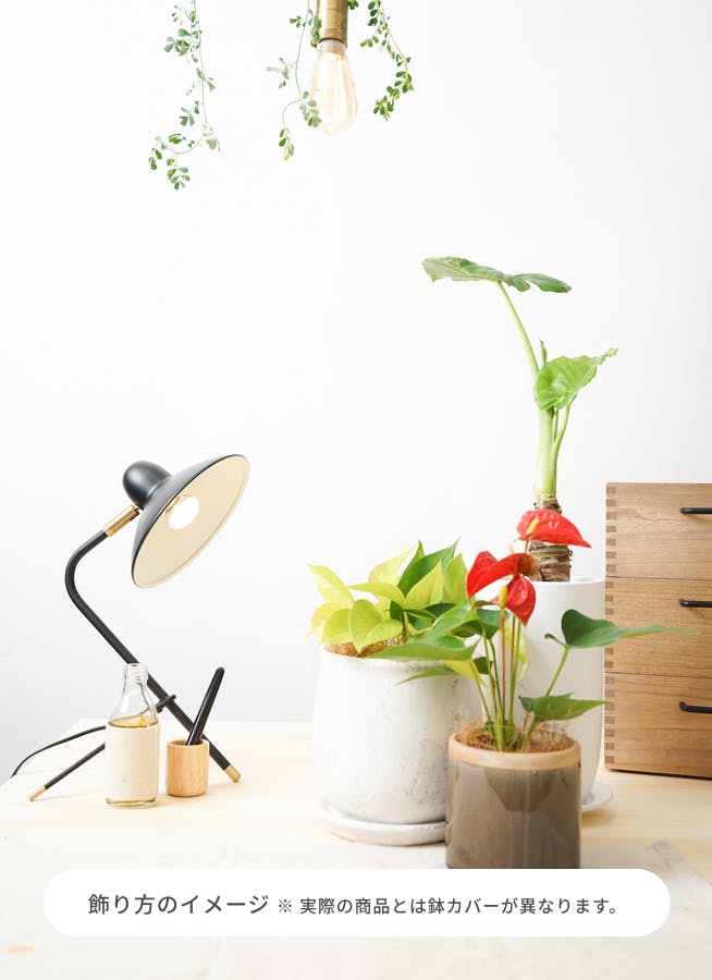 観葉植物 アロカシア 4号 オドラ（クワズイモ） エメリ 14 G グリーン