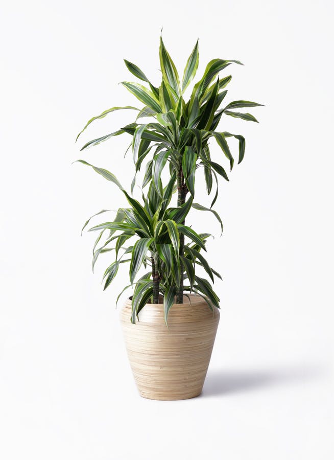観葉植物 ドラセナ ワーネッキー レモンライム 8号 アルマ ミドル 付き