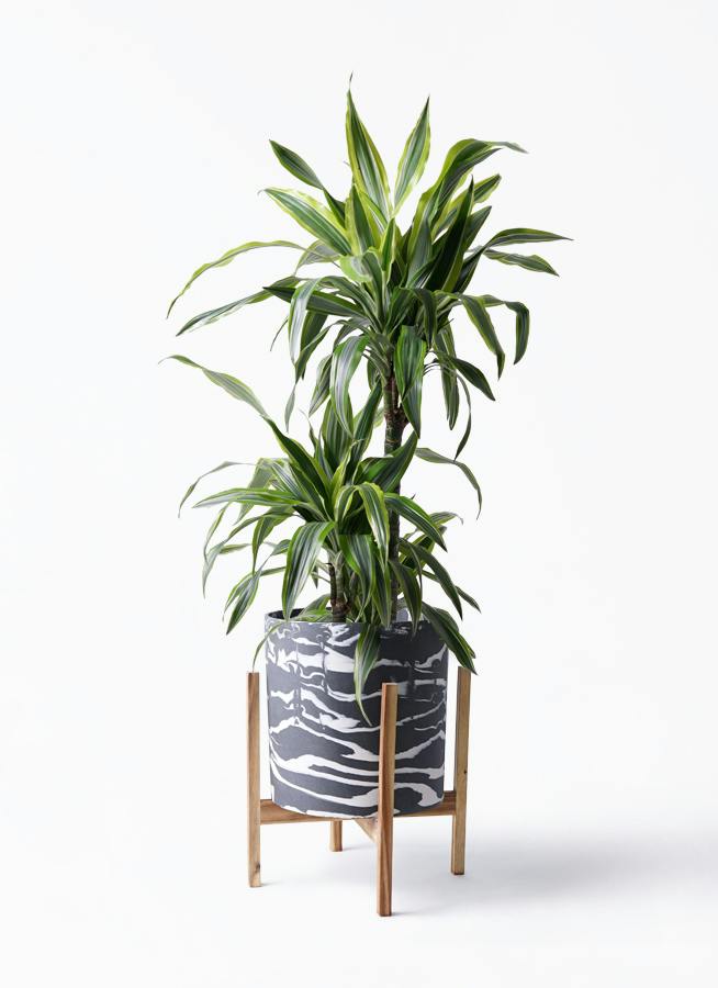 ドラセナ ワーネッキー レモンライム 8号 | 観葉植物 | インテリアや