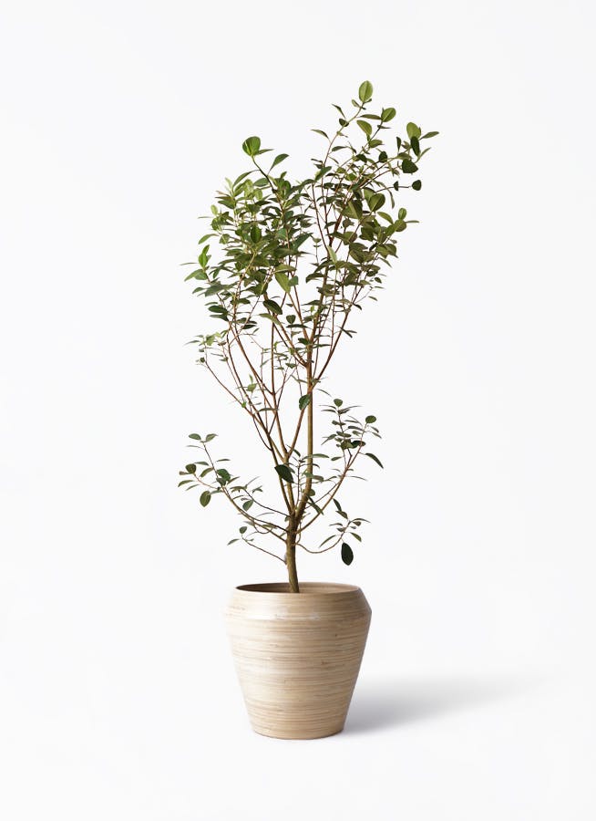 フランスゴムの木 10号 | 観葉植物通販 Hitohana（ひとはな）