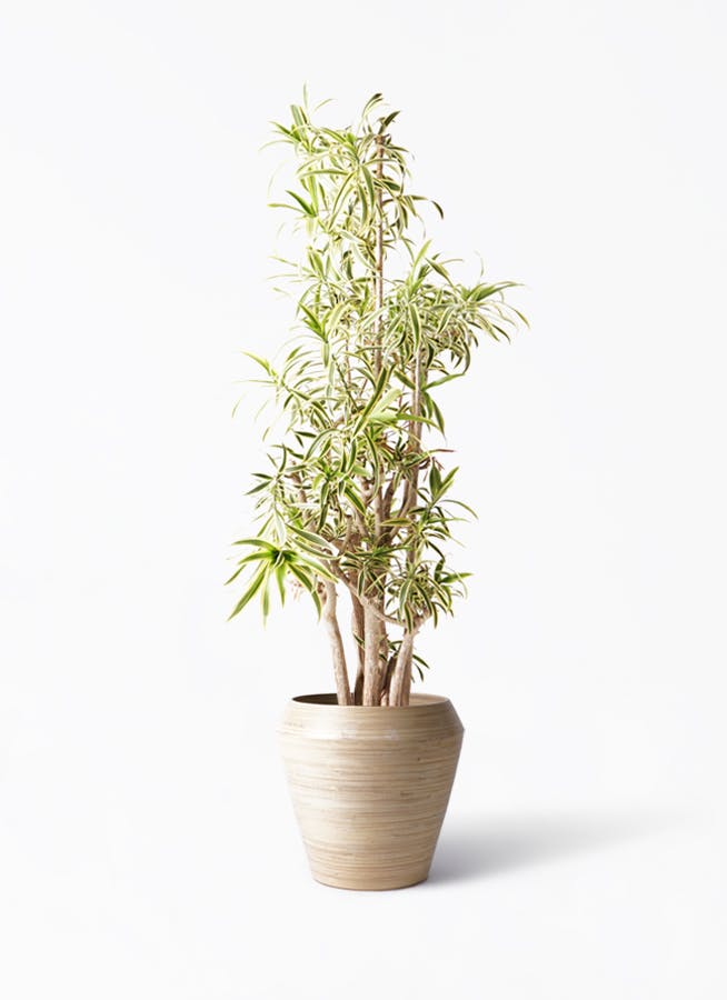 観葉植物 ドラセナ ソング オブ インディア 10号 アルマ ミドル 付き