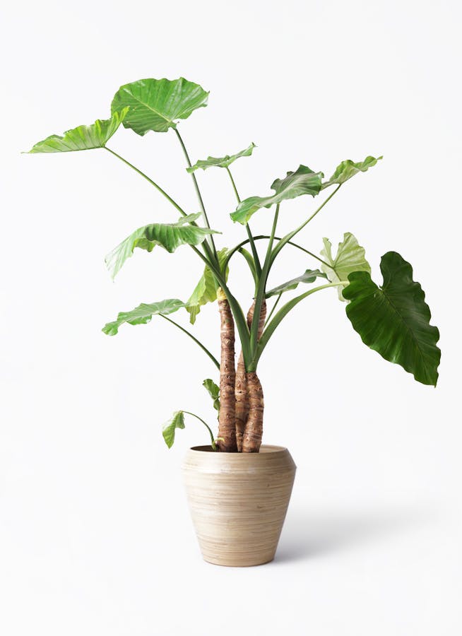 クワズイモ 大型 | 観葉植物通販HitoHana(ひとはな)