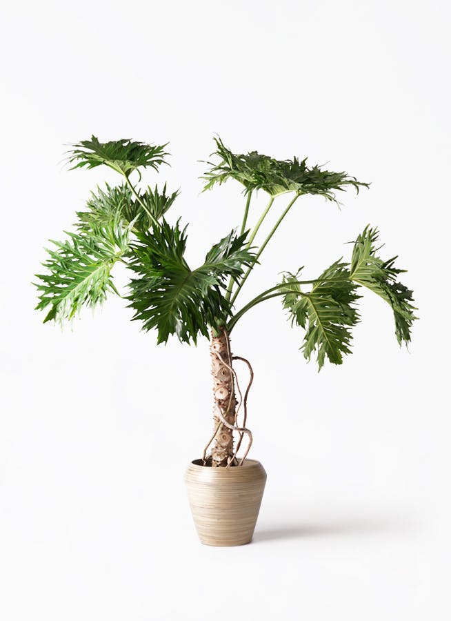 フィロデンドロン 8号 | 観葉植物通販HitoHana(ひとはな)