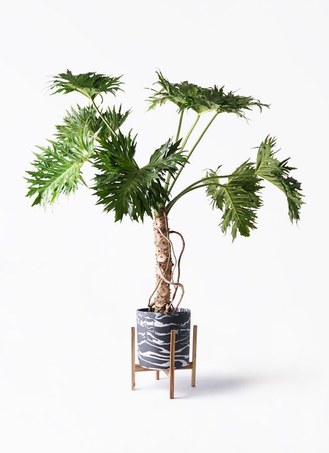 フィロデンドロン 8号 | 観葉植物通販HitoHana(ひとはな)
