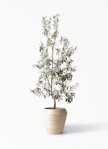 オリーブの木 観葉植物通販hitohana ひとはな