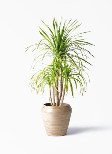 工場直送 現品 ドラセナ カンボジアーナ H100cm 陶器鉢鉢仕立 観葉植物 大型 花 ガーデン Diy 花言葉 幸福 永遠の愛 幸せな恋 隠しきれない幸せ ド 在庫処分特価