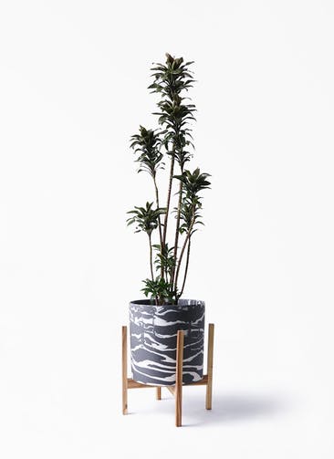 観葉植物 ドラセナ パープルコンパクタ 8号 ホルスト シリンダー マーブル ウッドポットスタンド付き