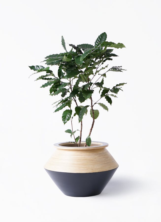 観葉植物 コーヒーの木 8号 アルマジャー 黒 付き | 観葉植物ならHitoHana(ひとはな)