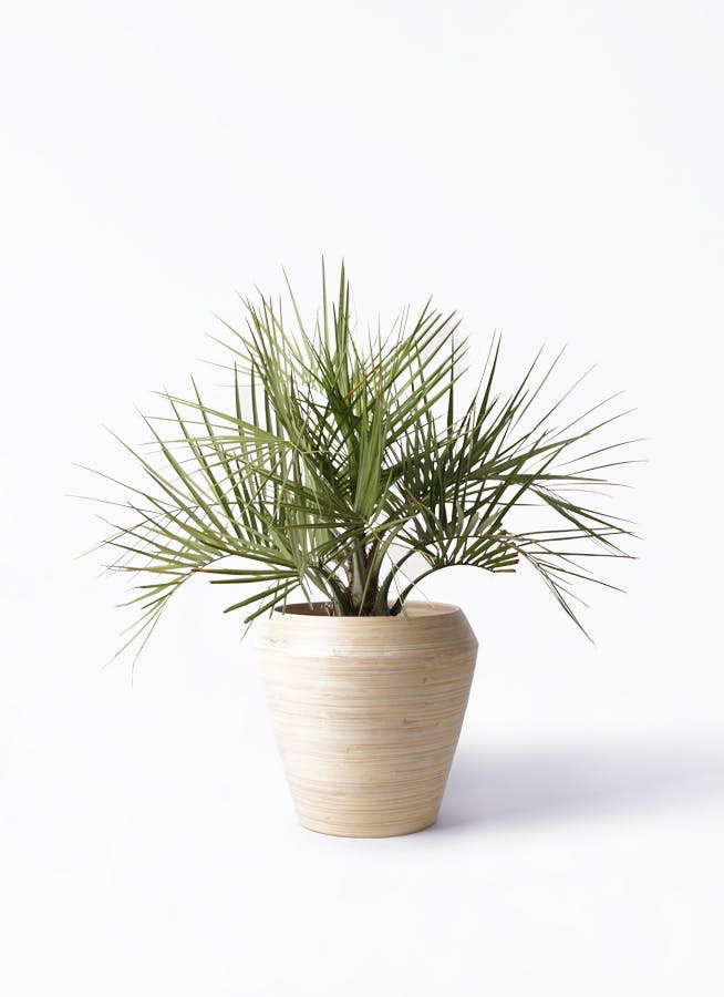 ココスヤシ (ヤタイヤシ) | 観葉植物の通販ならHitoHana（ひとはな）