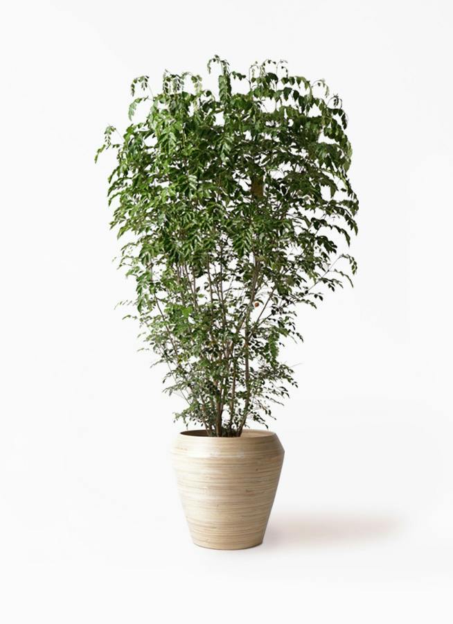 観葉植物 シマトネリコ 10号 アルマ ミドル 付き | 観葉植物なら