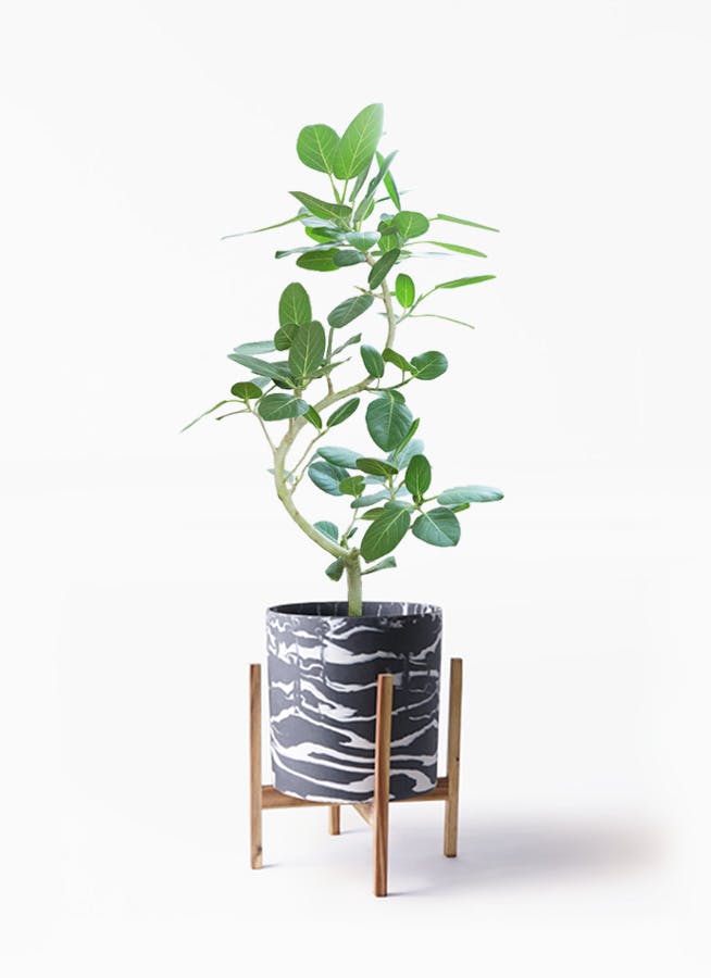 フィカス ベンガレンシス | 観葉植物の通販ならHitoHana