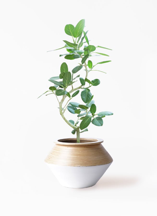 フィカス ベンガレンシス 8号 曲がり | 観葉植物通販 Hitohana フィカス ベンガレンシス 8号 曲がり | 観葉植物通販 Hitohana