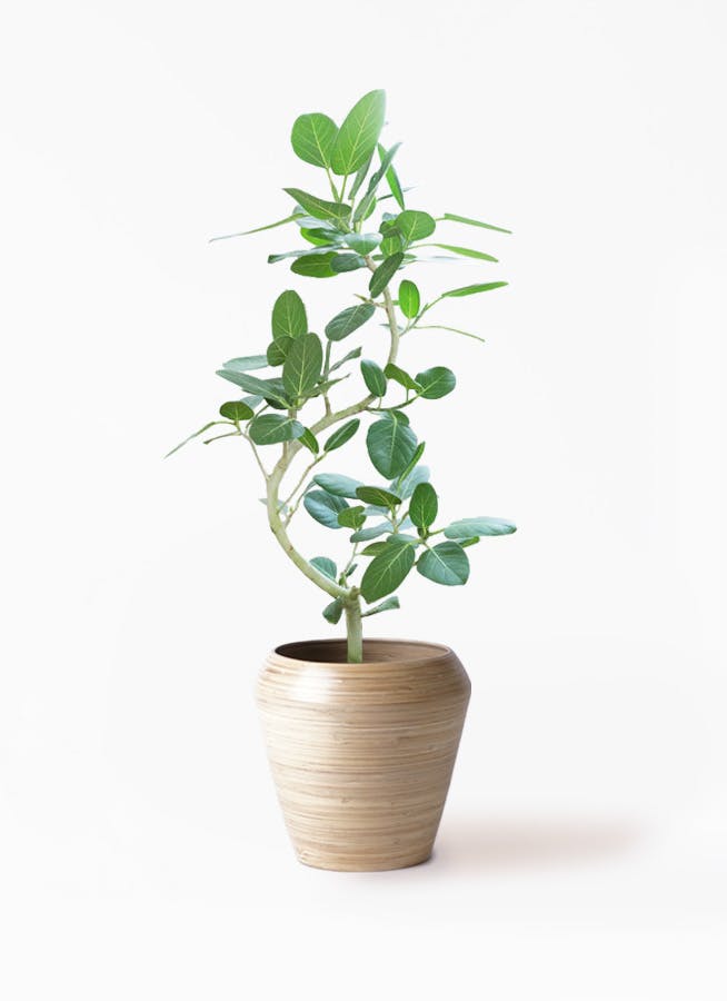 フィカス　ベンガレンシス　5番 フィカス：ベンガレンシス（曲がり） 5号鉢植え の通販 | 園芸ネット