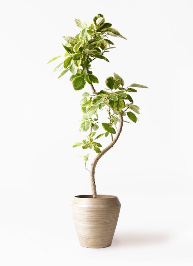 直接引取■フィカス・アルテシマ/アルテシーマ 観葉植物/200cm■濃緑の斑入 フィカス・アルテシーマ S | 観葉植物の通販 AND PLANTS (アンド