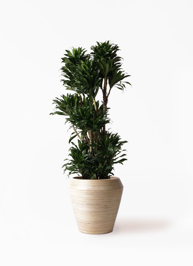 観葉植物 ドラセナ コンパクター 10号 アルマ ミドル 付き | 観葉植物