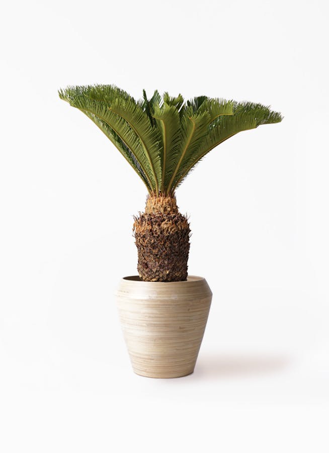 ソテツ | 観葉植物の通販ならHitoHana（ひとはな）
