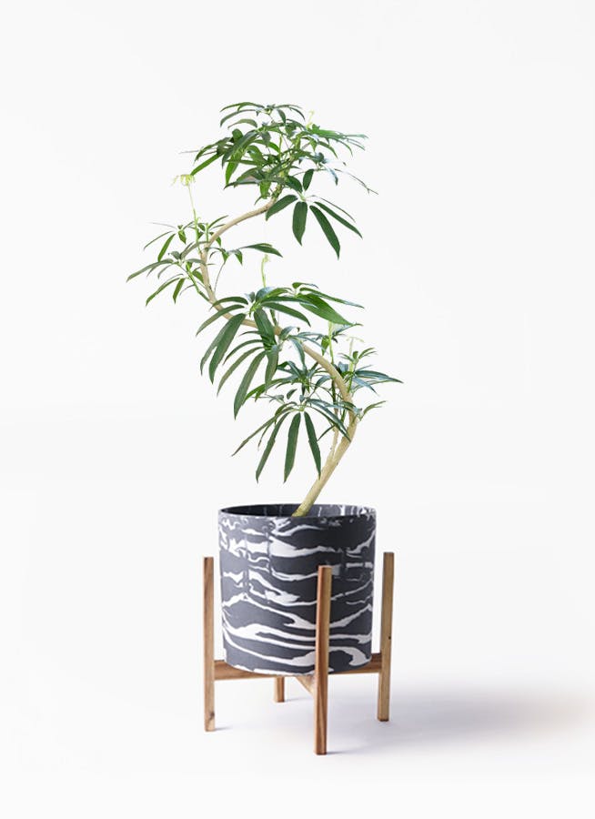 シェフレラ アンガスティフォリア 曲がり | HitoHana(ひとはな)