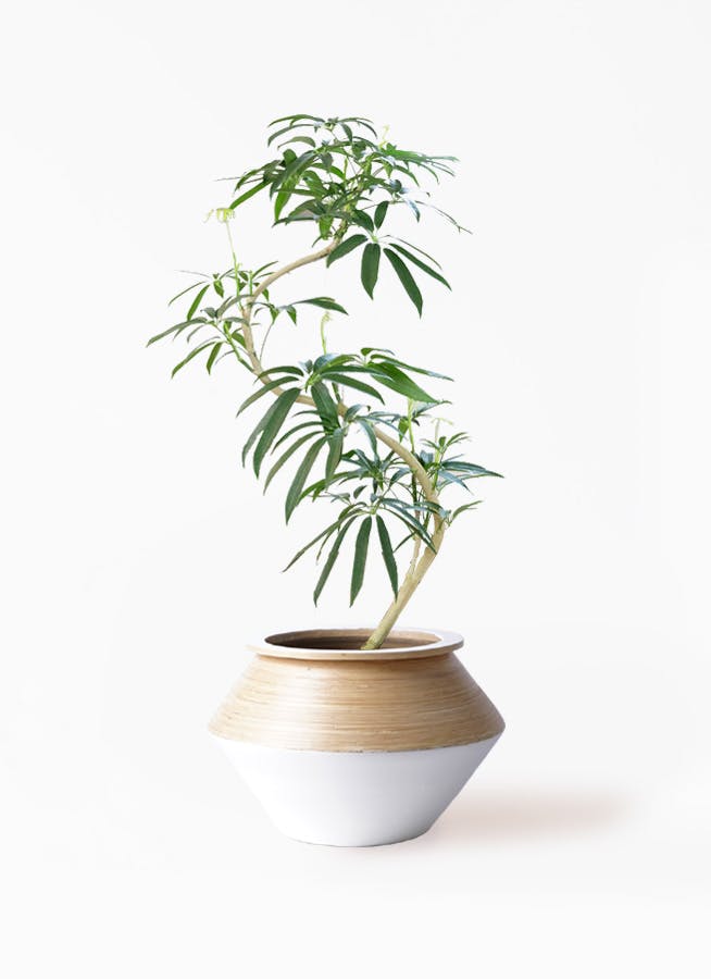 シェフレラ アンガスティフォリア 曲がり | HitoHana(ひとはな)