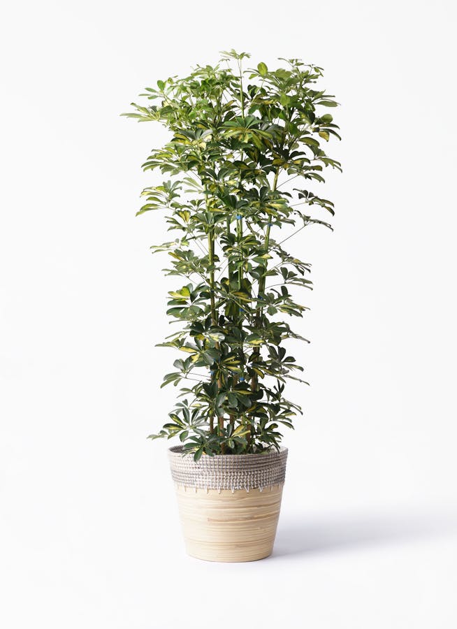 観葉植物 カポック シェフレラ 10号 斑入り アルマ コニック 白 付き 観葉植物ならhitohana ひとはな 観葉植物 カポック シェフレラ 10号 斑入り アルマ コニック 白 付き 観葉植物ならhitohana ひとはな