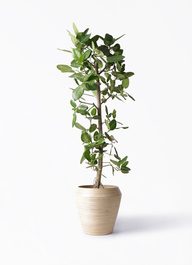 螺旋状のベンガレンシス10号　160センチ　現品 螺旋状のベンガレンシス10号 160センチ 現品 フィカス