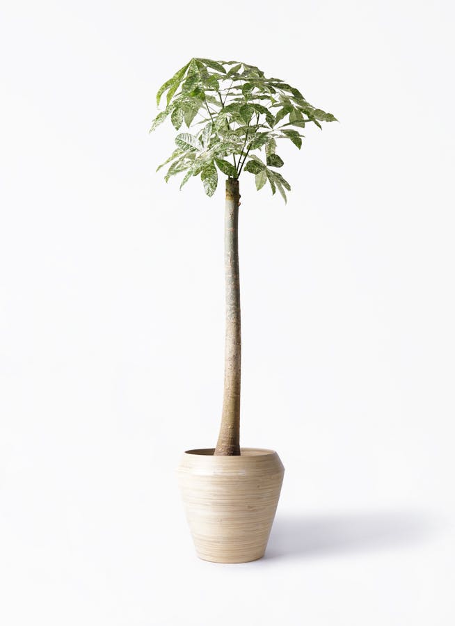 スケールモデル 新作 パキラ 観葉植物の通販ならHitoHana（ひとはな） | 斑入り 朴 パキラ