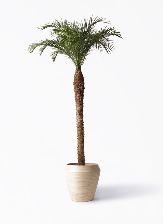 観葉植物 フェニックスロベレニー 10号 アルマ ミドル 付き | 観葉植物