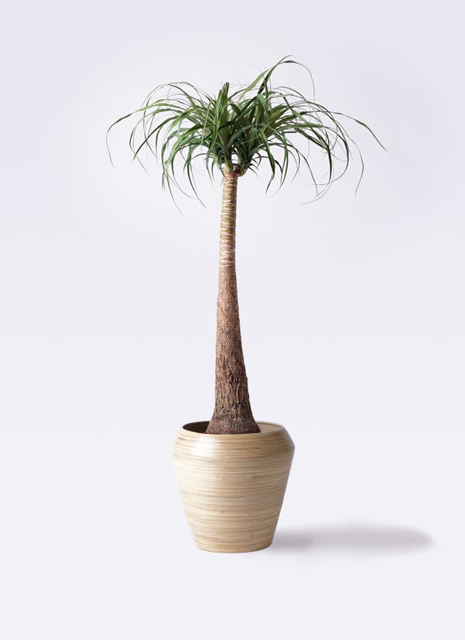 現物「トクリラン・ポニーテール」８号　Beaucarnea recurvata 観葉植物 トックリラン ポニーテール 8号 アルマ ミドル 付き | 観葉