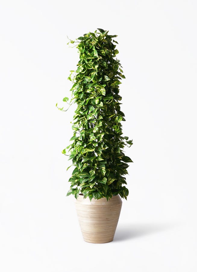 ポトス | 観葉植物の通販ならHitoHana（ひとはな）