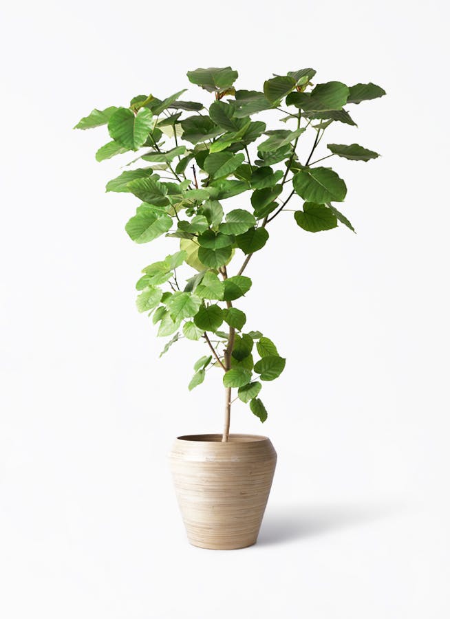 ウンベラータ 10号 | 観葉植物の通販ならHitoHana（ひとはな）