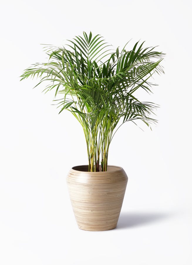 アレカヤシ8号 観葉植物 アレカヤシ 8号 アルマ ミドル 付き | 観葉植物なら