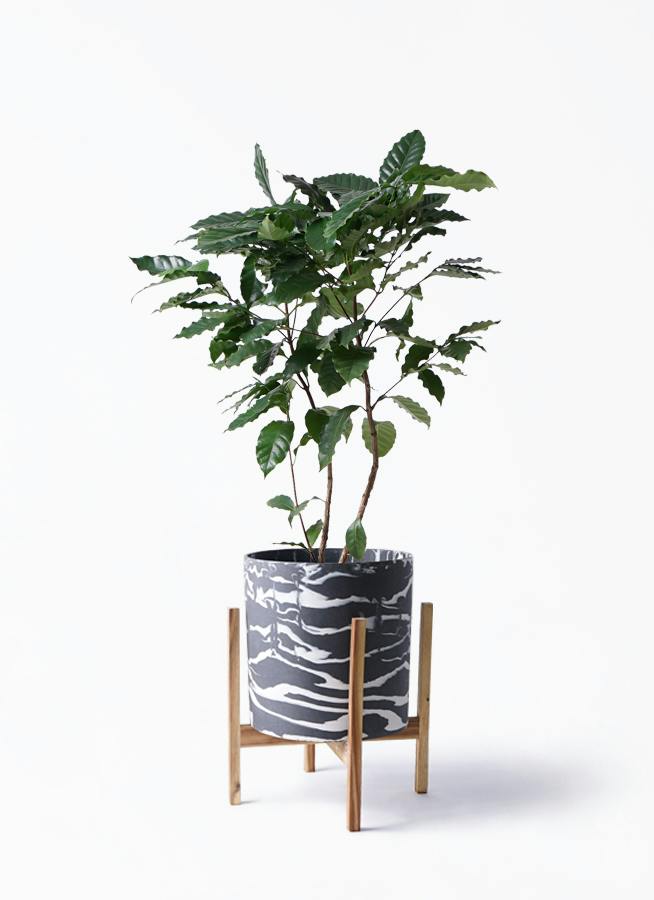 コーヒーの木 8号 | 観葉植物 | 送料無料でお届け - Hitohana（ひとはな）