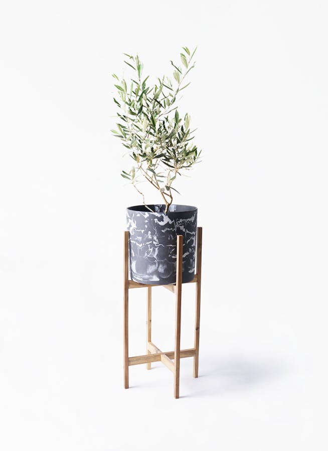 観葉植物 オリーブの木 6号 チプレッシーノ ホルスト シリンダー マーブル ウッドポットスタンド付き