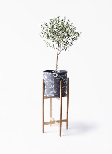 観葉植物 オリーブの木 6号 創樹 ホルスト シリンダー マーブル ウッドポットスタンド付き