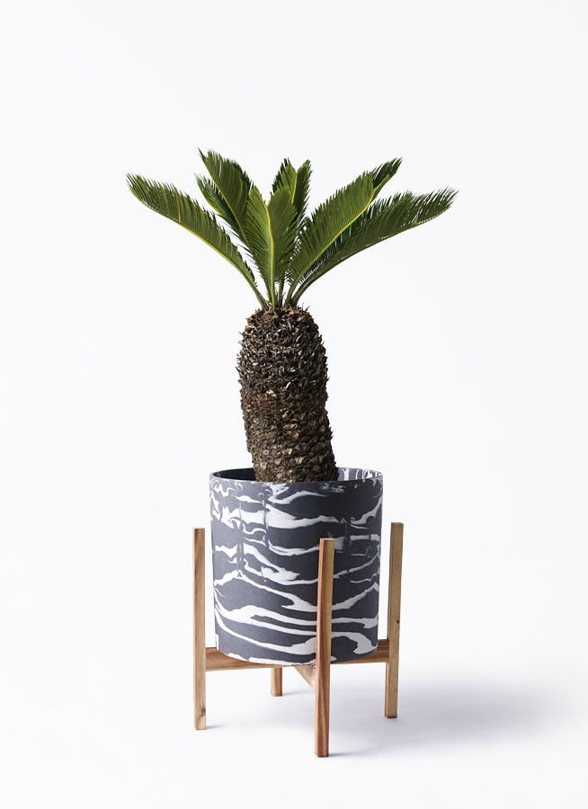 ソテツ 8号 | 観葉植物 | インテリアやギフトに - Hitohana