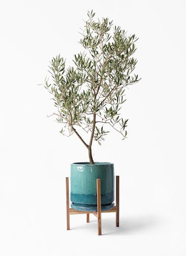 観葉植物 オリーブの木 8号 デルモロッコ ビトロ エンデガ ターコイズ ウッドポットスタンド付き