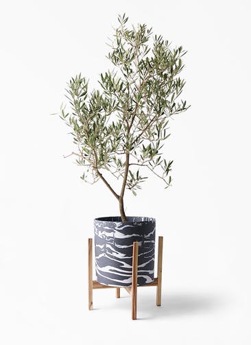 観葉植物 オリーブの木 8号 デルモロッコ ホルスト シリンダー マーブル ウッドポットスタンド付き