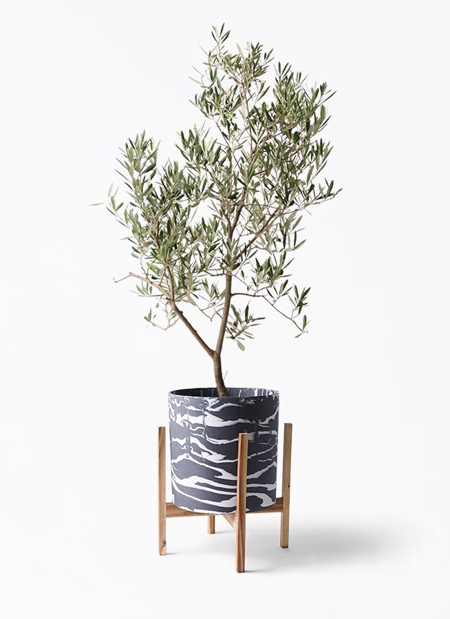 オリーブの木 デルモロッコ | 観葉植物通販HitoHana(ひとはな)