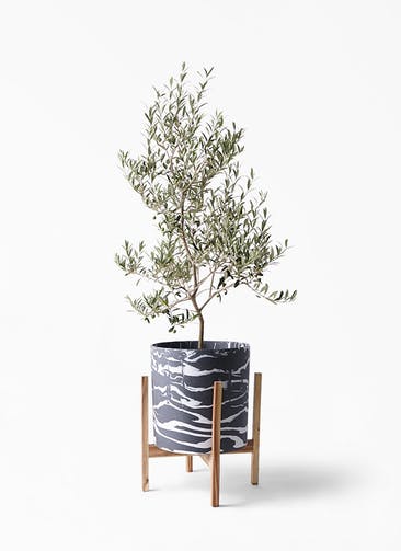 オリーブの木 アルベキーナ 観葉植物通販hitohana ひとはな オリーブの木 アルベキーナ 観葉植物通販hitohana ひとはな