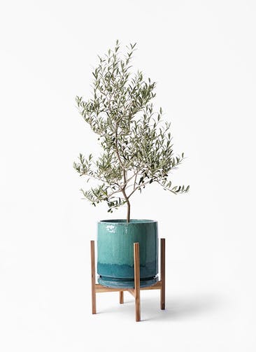 観葉植物 オリーブの木 8号 アルベキーナ ビトロ エンデガ ターコイズ ウッドポットスタンド付き