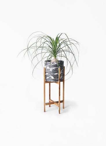 観葉植物 トックリラン 6号 ホルスト シリンダー マーブル ウッドポットスタンド付き