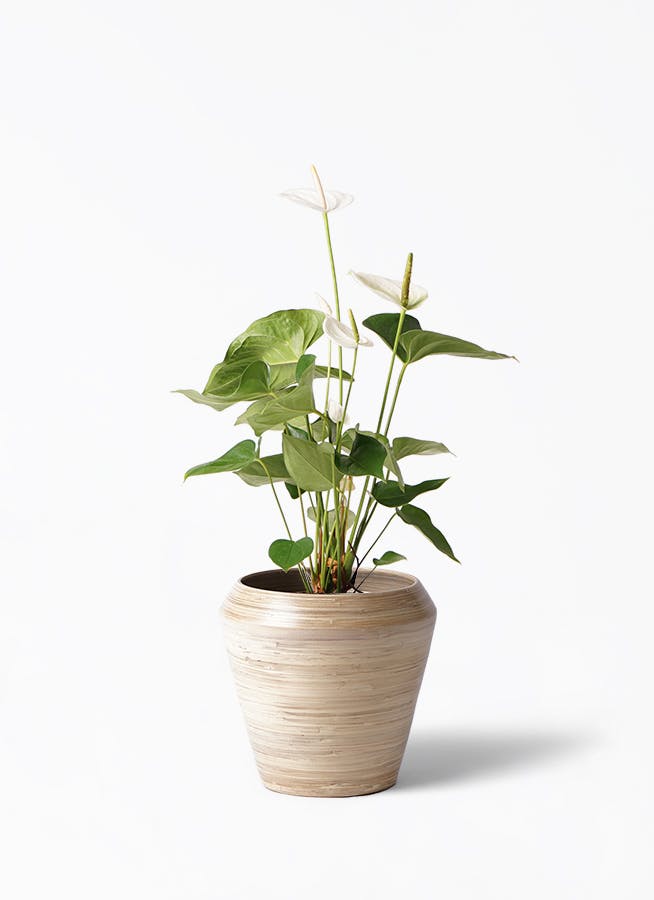 アンスリウム 6号 | 観葉植物 | 送料無料でお届け - Hitohana（ひとはな）